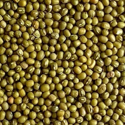 Green Mung Bean