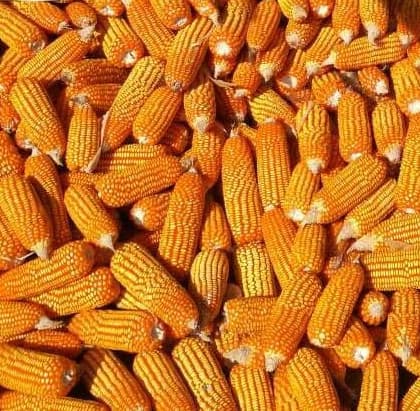 Yellow Maize